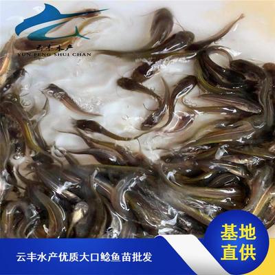 南方大口鯰魚苗市場探析 從水花培育到價(jià)格趨勢與采購指南